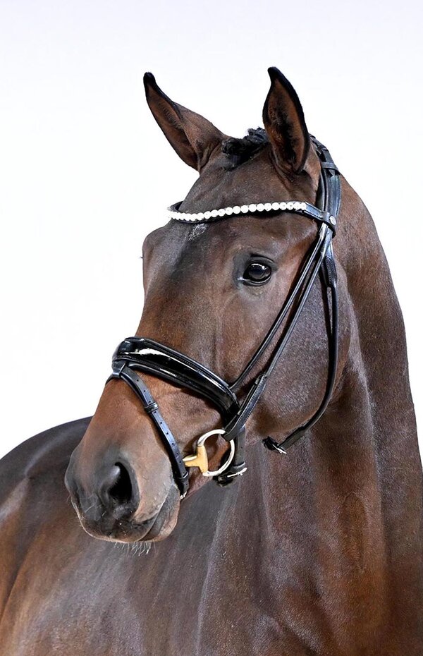 Venedig von Vivaldos aus der Devil's Little Point von De Niro - Lauries Crusador xx | Züchter: Roman Bravenec, Alt Ruppin