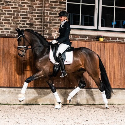 Venedig by Vivaldos out of Devil's Little Point by De Niro - Lauries Crusador xx | Breeder: Roman Bravenec, Alt Ruppin