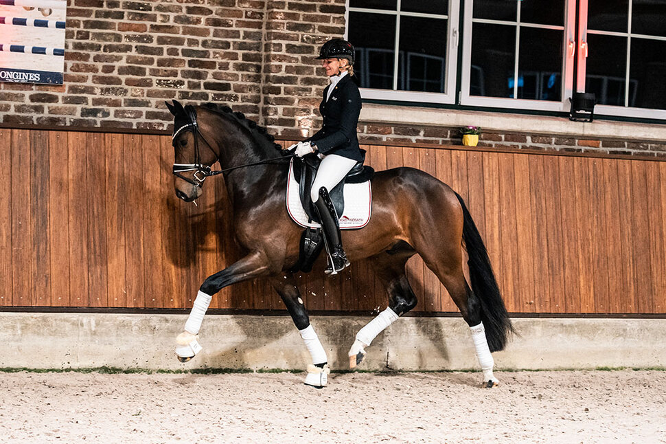 Venedig by Vivaldos out of Devil's Little Point by De Niro - Lauries Crusador xx | Breeder: Roman Bravenec, Alt Ruppin