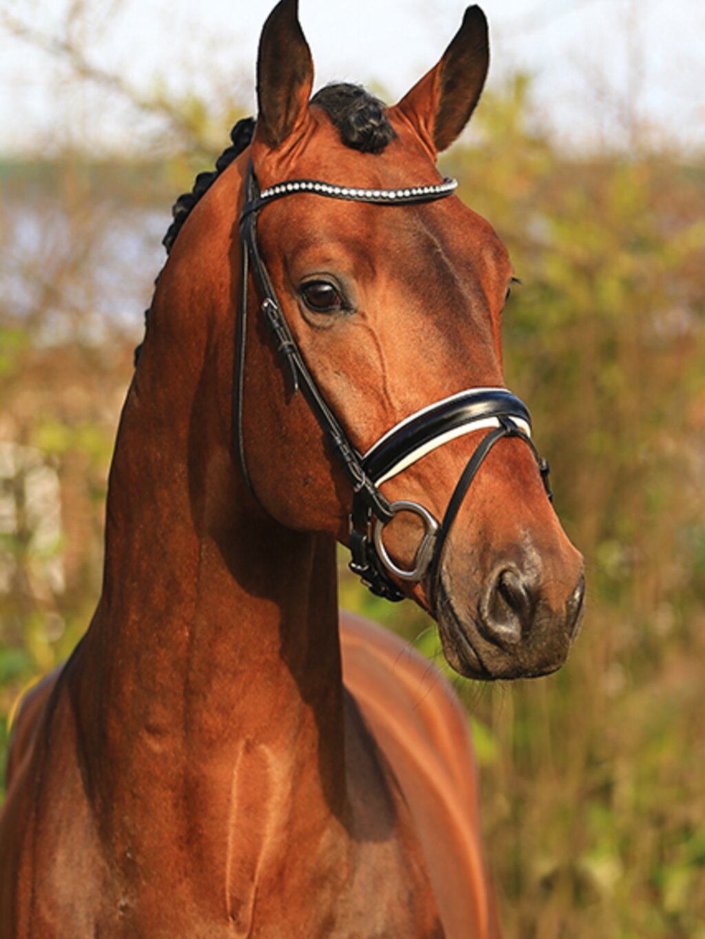 Adoro by Ampère out of Bold Lady by Donnerschwee - Landadel | Breeder: Gerd Sosath, Lemwerder (Germany)