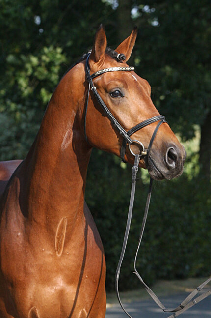 Antango by Ampère out of Oronia by Jazz - Ulft | Breeder: J.A. van Boven, Netherlands