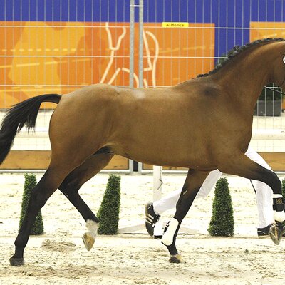 Antango by Ampère out of Oronia by Jazz - Ulft | Breeder: J.A. van Boven, Netherlands