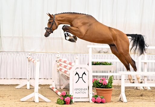 Antonio von Aganix du Seigneur aus der Eldorada von Eldorado van de Zeshoek - Carrick | Züchter: Antonius Schulze-Averdiek, Rosendahl