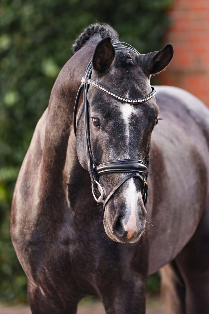 Bondolo von Bonds aus der Touch my Soul SN von Totilas - Stoiber SN | Züchter: Sandra Neff, Frankenberg