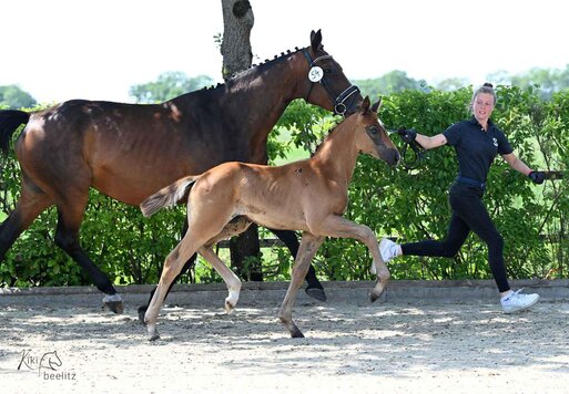 Stutfohlen von Bondolo aus der Quatergirl von Quaterback - Raphael | Züchter: Frank Holtz, Wiesmoor