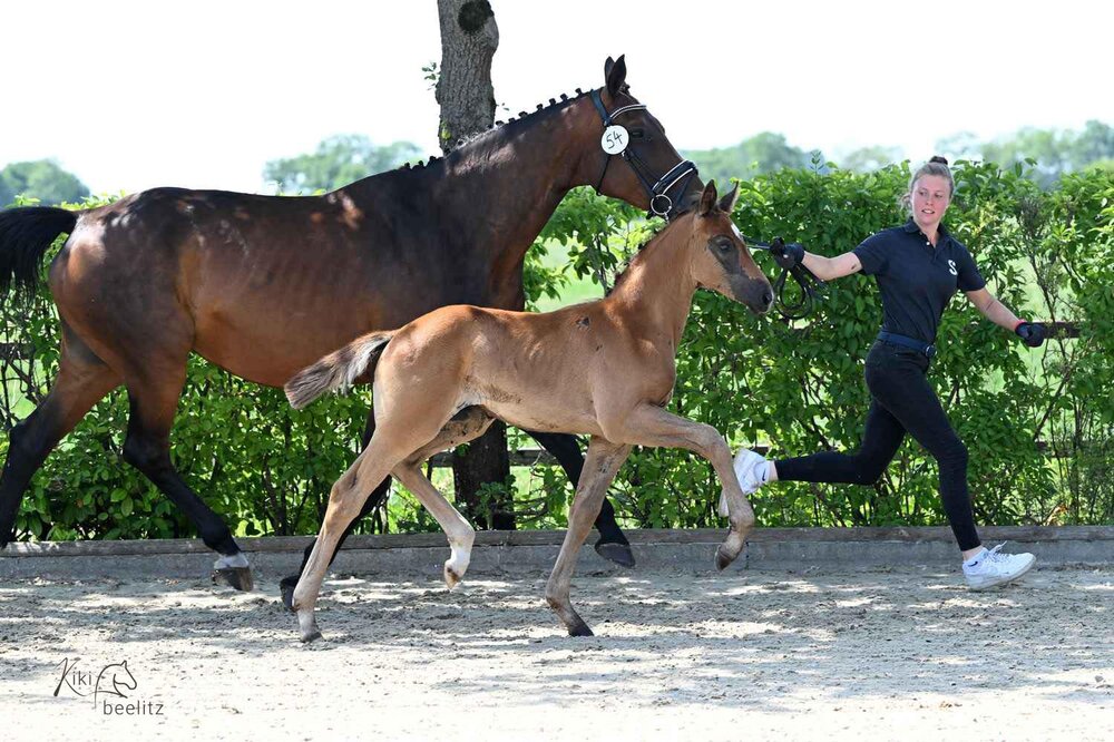 Filly by Bondolo out of Quatergirl by Quaterback - Raphael | Breeder: Frank Holtz, Wiesmoor