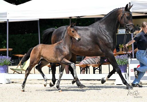 Stutfohlen von Bondolo aus der Virginia von Vivaldos - Ampère| Züchter: Gerd Sosath, Lemwerder
