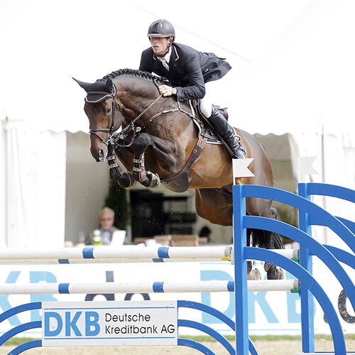 Cador by Catoki out of Lady Heida II by Landor S - Contender | Breeder: Gerd Sosath, Lemwerder (Germany)
