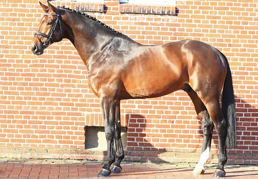 Cador von Catoki aus der Lady Heida II von Landor S - Contender | Züchter: Gerd Sosath, Lemwerder 