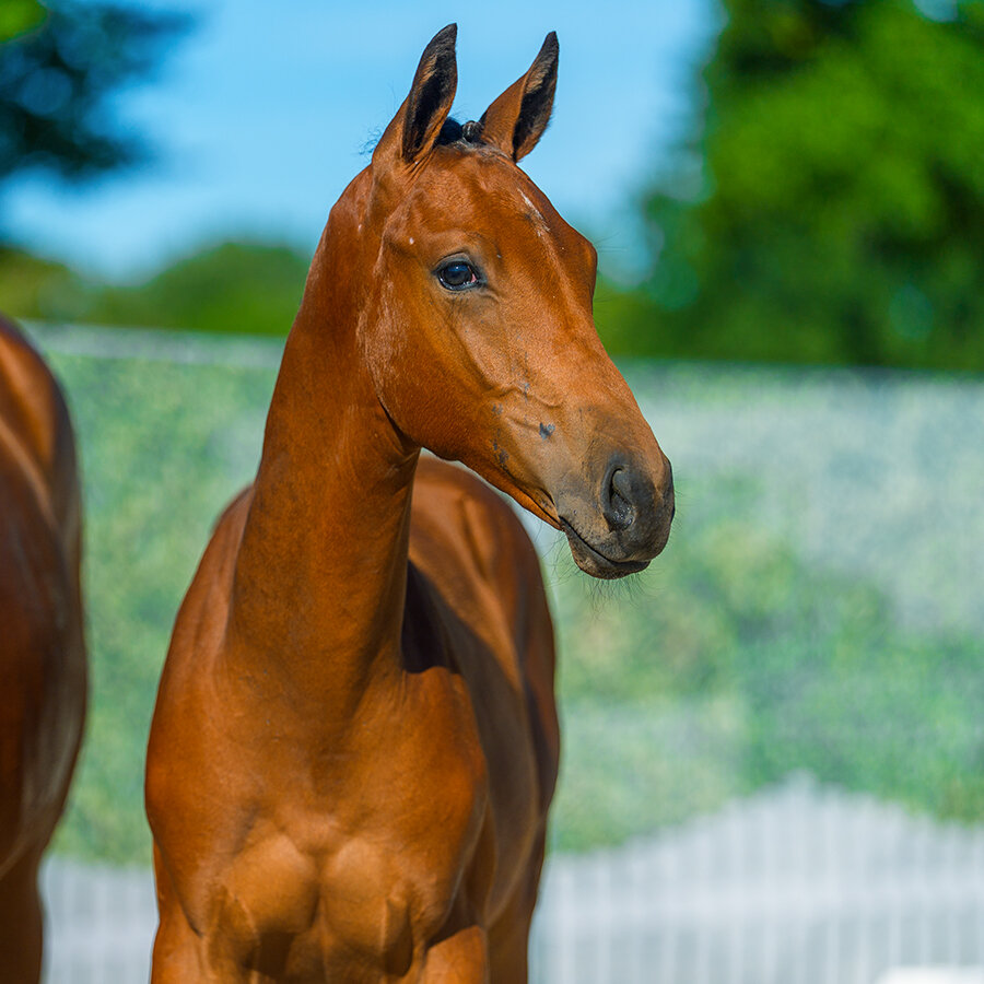 Condor KW by Cador out of Quellenglanz by Quasimodo van de Molendreef - Acord II | Breeder: Kerstin Weiland, Eydelstedt