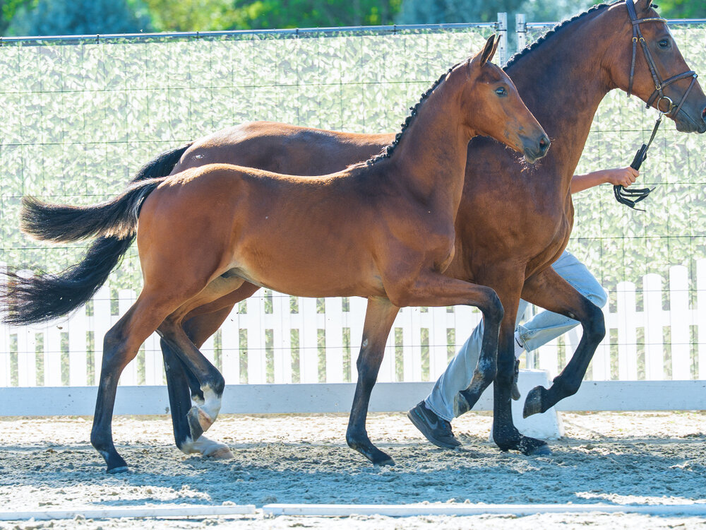 Condor KW by Cador out of Quellenglanz by Quasimodo van de Molendreef - Acord II | Breeder: Kerstin Weiland, Eydelstedt
