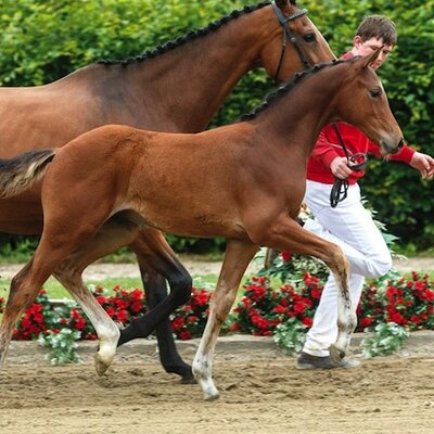 Fohlen von Cador aus der Lexana von Lordanos - Gloucester | Züchter: Sascha Meyer, Vahlbruch Fohlen von Cador aus der Lexana von Lordanos - Gloucester | Züchter: Sascha Meyer, Vahlbruch