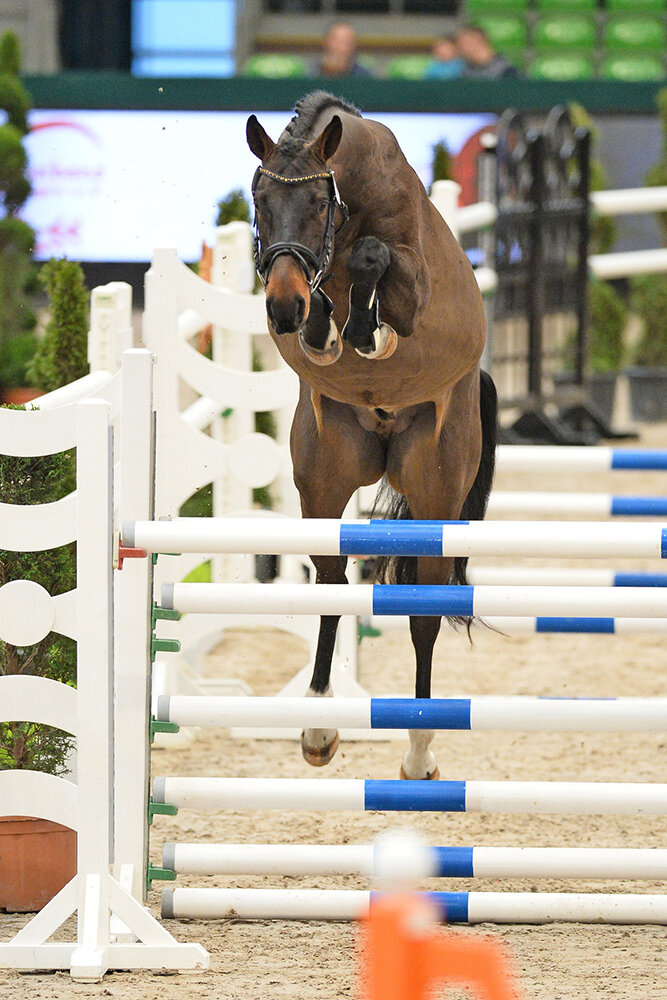 Catch Me P von Cador aus der Queen P von Quattro B x Restorator | Züchter: Tobias Pfitzmann, Linde 