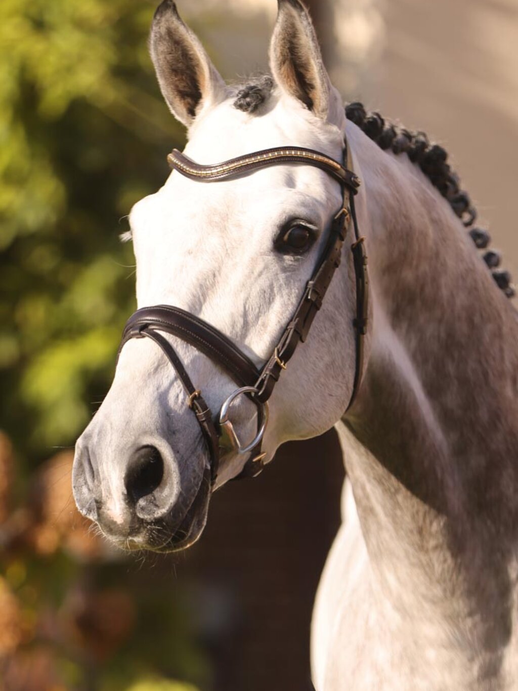 Caliente Catoki by Catoki out of St.Pr. Chiara by Caretino - Lancer II |Breeder: Ulrich Ostermann, Adelmannsfelden