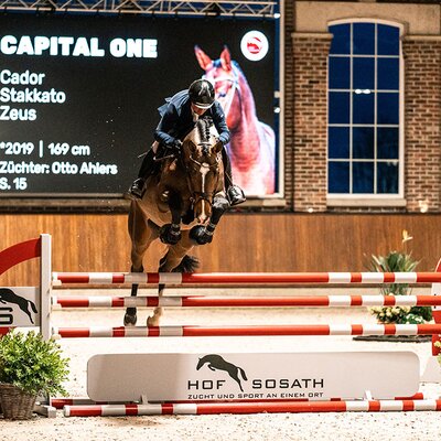 Capital One von Cador aus der Shanuka von Stakkato - Zeus | Züchter: Otto Ahlers, Osterholz-Scharmbeck