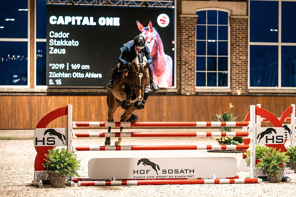 Capital One von Cador aus der Shanuka von Stakkato - Zeus | Züchter: Otto Ahlers, Osterholz-Scharmbeck
