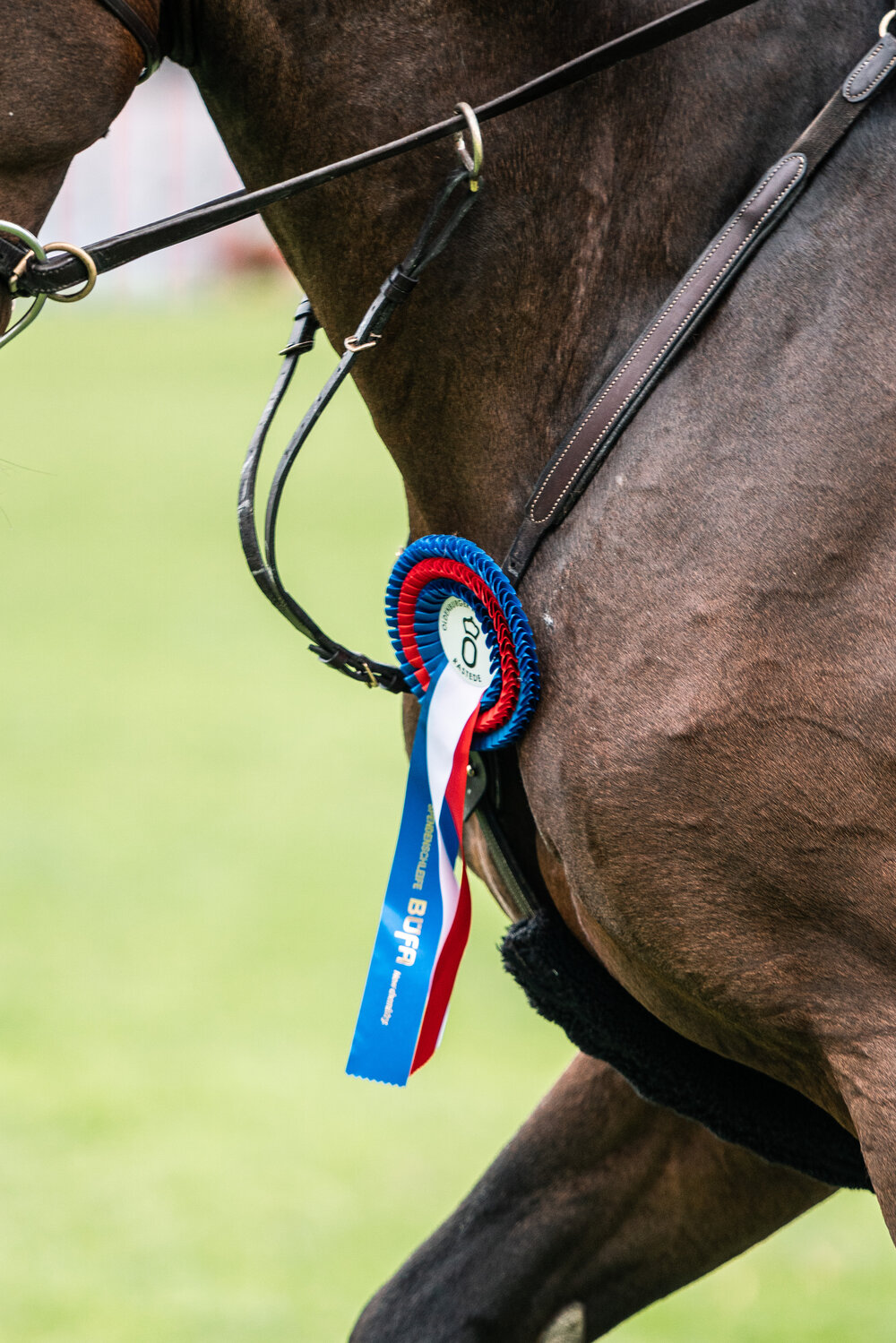 Capital One von Cador aus der Shanuka von Stakkato - Zeus | Züchter: Otto Ahlers, Osterholz-Scharmbeck