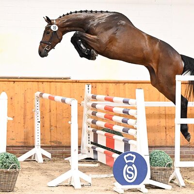 main premium mare Casalique by Casalido out of Laquirinha by Quality - Landor S | Breeder: Gerd Sosath