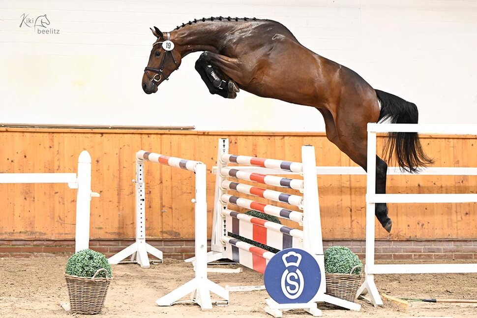 main premium mare Casalique by Casalido out of Laquirinha by Quality - Landor S | Breeder: Gerd Sosath
