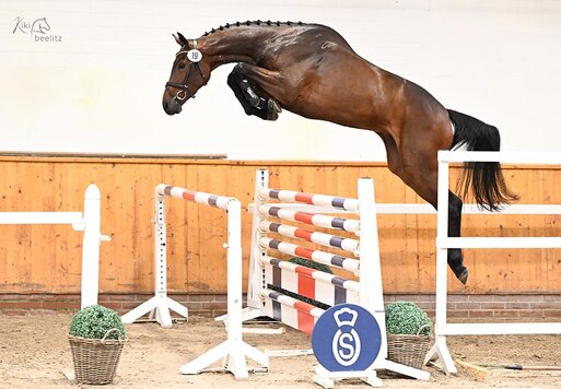 OSHPrA Casalique v. Casalido a.d. Laquirinha v. Quality - Landor S | Züchter: Gerd Sosath