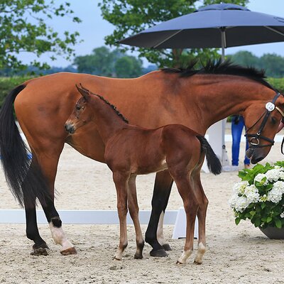 Filly by Casalido out of Pialotta by Santander - Pit I | Breeder: Sven Pfleumer, Barßel (Germany)