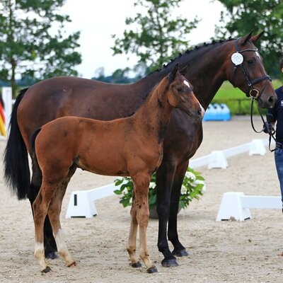 Colt by Casalido out of Charlotte by Casiro I - Landor S | Breeder: Gerd Sosath, Lemwerder (Germany)