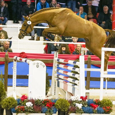 Calandor by Casalido out of Lady Heida II by Landor S - Contender | Breeder: Gerd Sosath, Lemwerder 