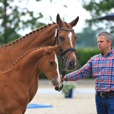 Colt by Casalido out of Ramona by Raphael - Gotthardsen | Breeder: Jan Backhaus, Wangerland (Germany)