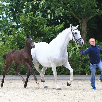 Colt by Casalido out of La Paloma by Balou du Rouet - Corradino | Breeder: Karin & Klaas Lindena, Norden (Germany)