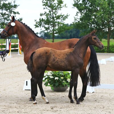 Filly by Casalido out of Sandora K by Landor S - Ramiro | Breeder: Gerd Sosath, Lemwerder (Germany)