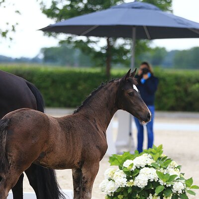 Colt by Casalido out of Chardonie by Con Capitol I - Landsieger | Breeder: Wilhelm Schuenemann, Ihlow (Germany)