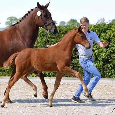 Filly by Casalido out of Lady Diamantina by Diamant de Semilly x Landor S | Breeder: Gerd Sosath, Lemwerder 