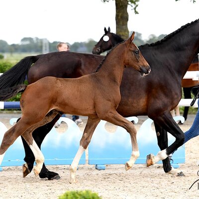 Colt by Casalido out of Cadora by Cador x Aklawah | Breeder: Wolfgang Köhler, Ganderkesee 