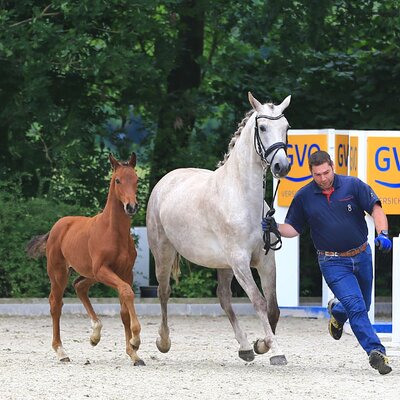 Colt by Casalido out of Kaleska by Levisonn - Landor S | Breeder: Werner Weddehage, Nikolausdorf (Germany)