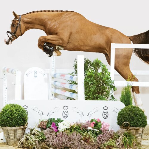 Young stallion by Casalido out of Laola by Ogano out of Laquirinha by Quality out of Lady Heida II by Landor S  | Breeder: Gerd Sosath