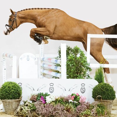Young stallion by Casalido out of Laola by Ogano out of Laquirinha by Quality out of Lady Heida II by Landor S  | Breeder: Gerd Sosath