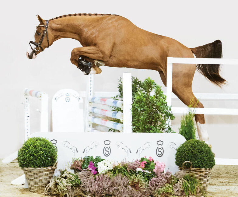Young stallion by Casalido out of Laola by Ogano out of Laquirinha by Quality out of Lady Heida II by Landor S  | Breeder: Gerd Sosath