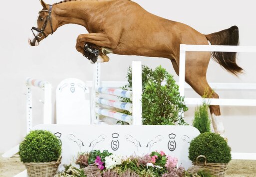 Junghengst von Casalido a.d. Laola v. Ogano a.d. Laquirinha v. Quality a.d. Lady Heida II v. Landor S  | Züchter: Gerd Sosath