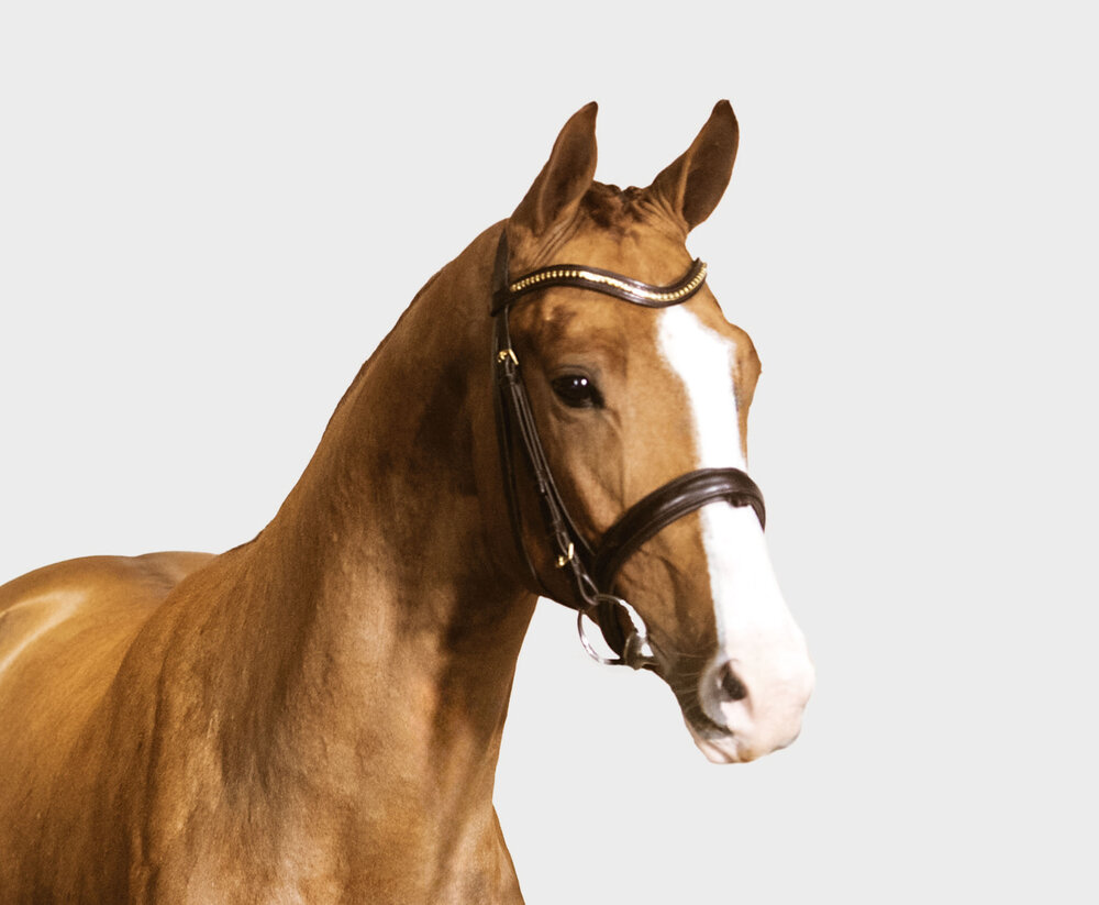 Young stallion by Casalido out of Laola by Ogano out of Laquirinha by Quality out of Lady Heida II by Landor S  | Breeder: Gerd Sosath