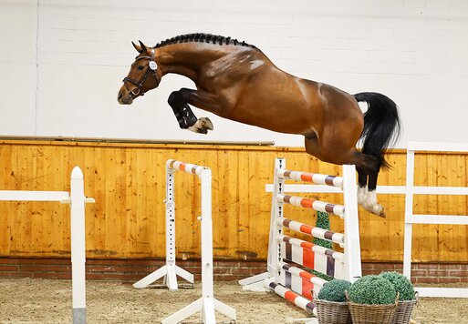 1c-Prämienhengst Casino Toulon von Casino Berlin aus der Gestelle von Toulon - Voltaire | Züchter: Gerd Sosath, Lemwerder