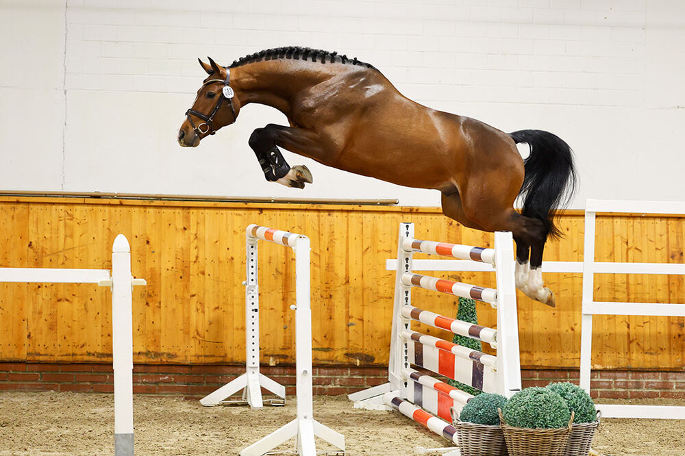 1c-Prämienhengst Casino Toulon von Casino Berlin aus der Gestelle von Toulon - Voltaire | Züchter: Gerd Sosath, Lemwerder