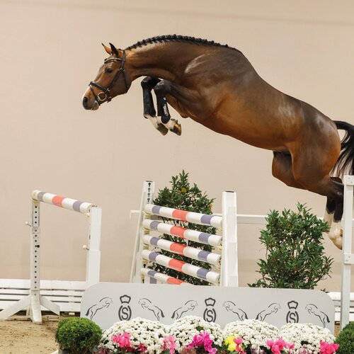 1c-Premium stallion Casino Toulon by Casino Berlin out of Gestelle by Toulon - Voltaire | Breeder: Gerd Sosath, Lemwerder