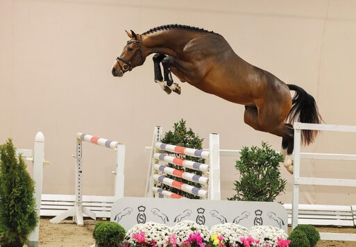 1c-Prämienhengst Casino Toulon von Casino Berlin aus der Gestelle von Toulon - Voltaire | Züchter: Gerd Sosath, Lemwerder