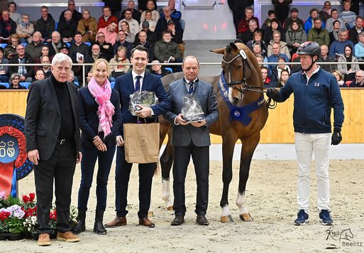 1c-Prämienhengst Casino Toulon von Casino Berlin aus der Gestelle von Toulon - Voltaire | Züchter: Gerd Sosath, Lemwerder