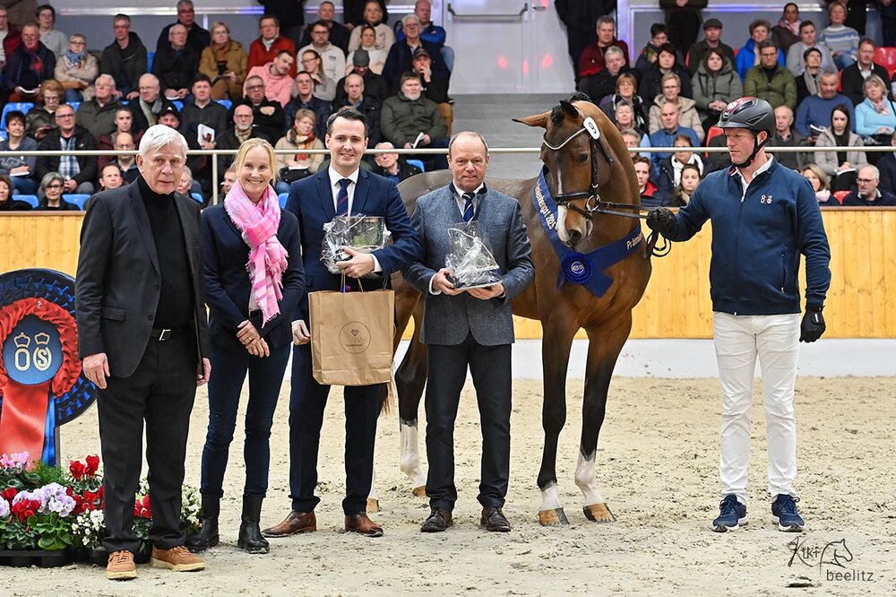 1c-Prämienhengst Casino Toulon von Casino Berlin aus der Gestelle von Toulon - Voltaire | Züchter: Gerd Sosath, Lemwerder