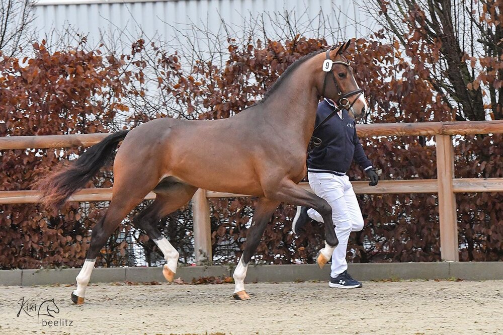 1c-Prämienhengst Casino Toulon von Casino Berlin aus der Gestelle von Toulon - Voltaire | Züchter: Gerd Sosath, Lemwerder