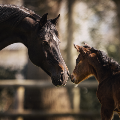 Filly by Casino Toulonout of Callas by Contendro I - Graf Grannus | Breeder: Hannoveraner Zucht Bremen | Photo: Josephine Gotzes