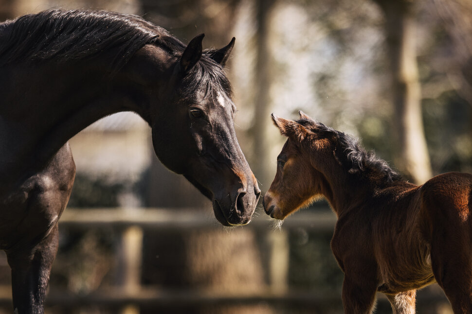 Filly by Casino Toulonout of Callas by Contendro I - Graf Grannus | Breeder: Hannoveraner Zucht Bremen | Photo: Josephine Gotzes