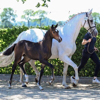 Filly by Casino Toulon out of Caty Mc White by Califax - Contender | Breeder: Nicole Berling, Ankum
