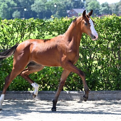 Colt by Casino Toulon out of Giulietta by Lordanos - Argentinus | Breeder: Kerstin Weiland, Eydelstedt